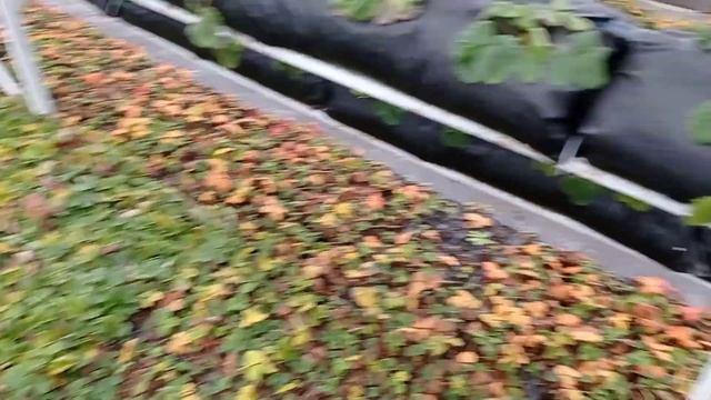 Кассетная рассада клубники малообъемка зимой!!! смотреть онлайн