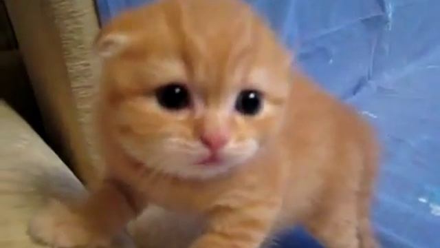 Шипящий котенок смотреть онлайн