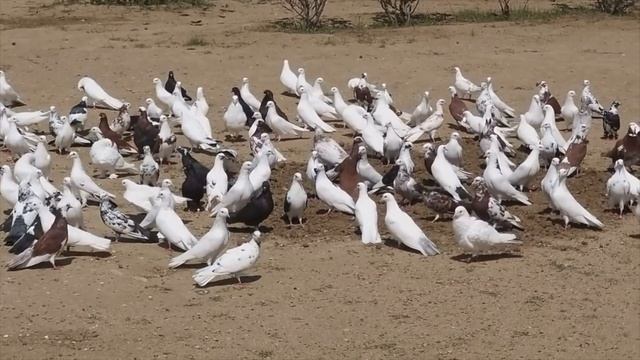 Советы по профилактике и содержанию широкохвостых голубей от Гейдара Бабаева! смотреть онлайн
