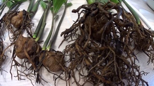 Пересаживаю Замиокулькас!!! смотреть онлайн