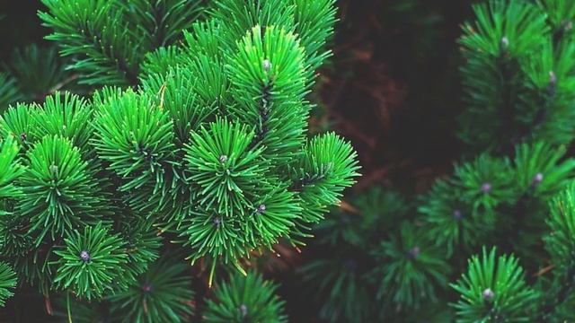 Цыганская песня"Смоленкие сосны"2020 смотреть онлайн