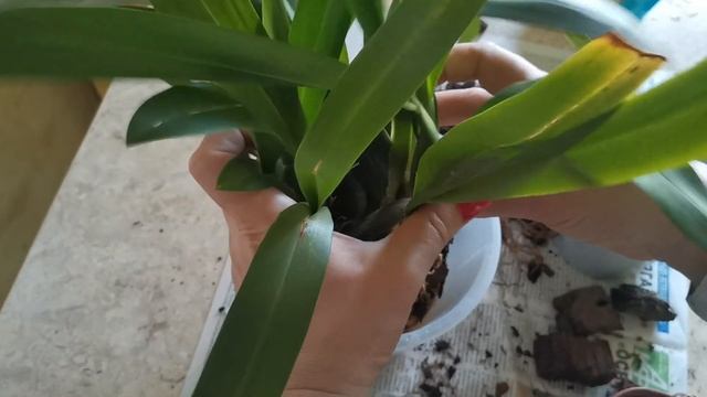 Пересадка орхидеи камбрии смотреть онлайн