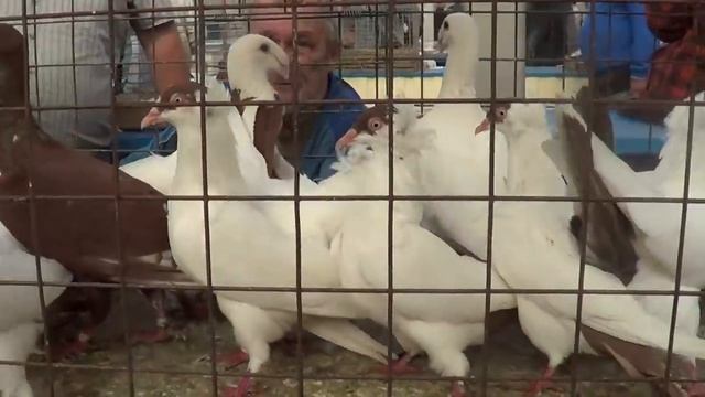 ЯРМАРКА ГОЛУБЕЙ.Москва. 28.08.21#голуби#ярмарка#голубеводство#tauben#loft#pigeon смотреть онлайн