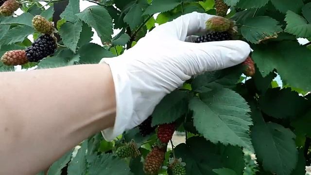 Ежевика Карака Блэк - самый ранний сорт крупноплодной ежевики. Мой любимчик смотреть онлайн