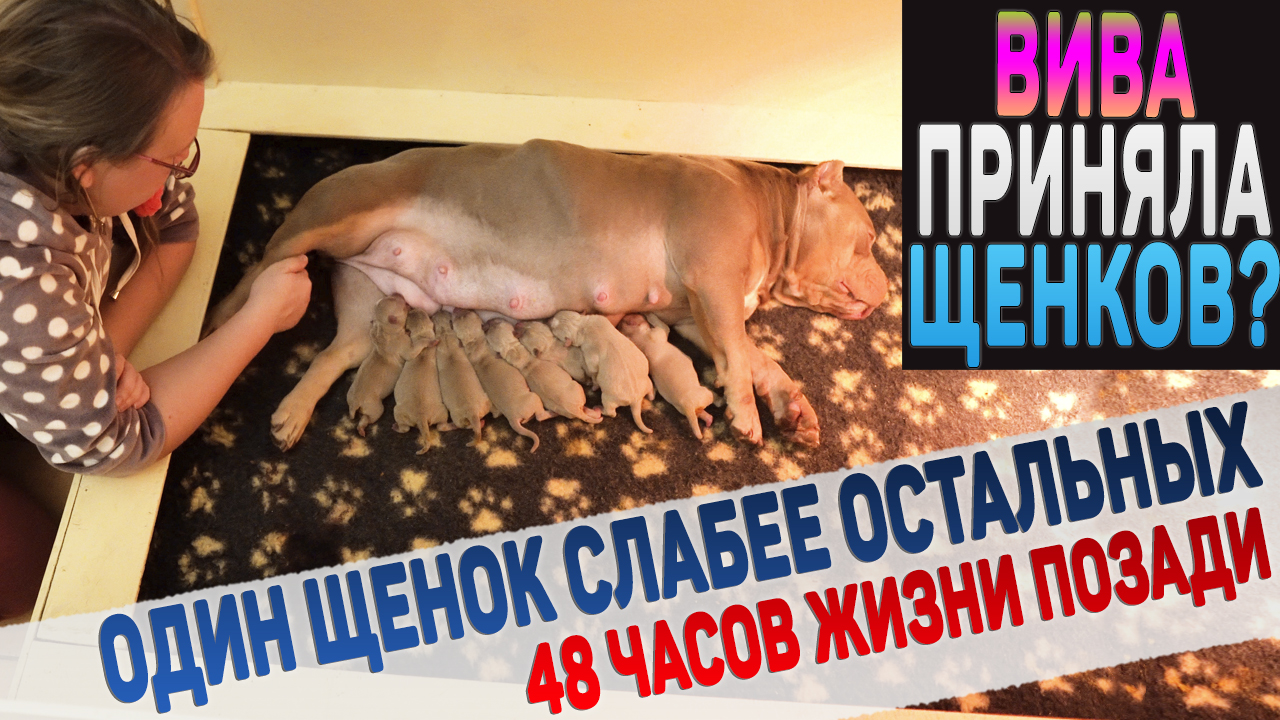 Собака не интересуется своими щенками уже 1,5 дня! Что будет сегодня? смотреть онлайн