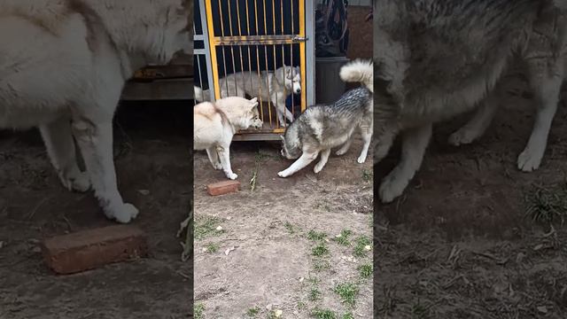 Жива с Ярой скачут и радуются, а кобели выесняют кто собачий Лидер смотреть онлайн