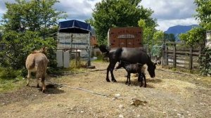 КОБЫЛА ПЛЮС ОСЁЛ РАВНО МУЛ