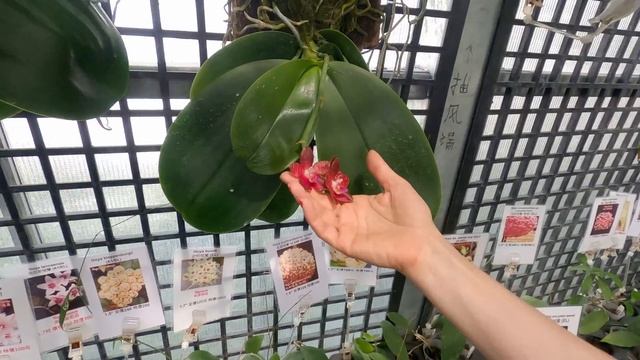 Магазин от Miki Orchid в Тайвани смотреть онлайн