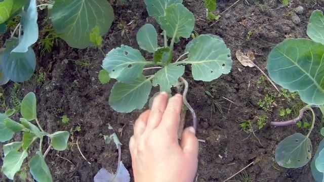 Выращивание капусты начало августа дача под Архангельском смотреть онлайн