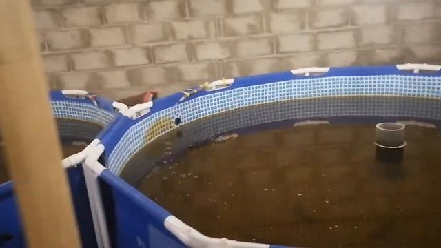 ОСЕТРОВОЕ УЗВ: КОРМЛЕНИЕ ОСЕТРОВ.