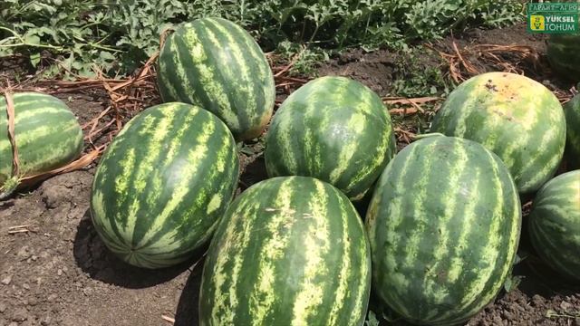 Ранний арбуз Марсен F1, 16 июля 2018 года смотреть онлайн