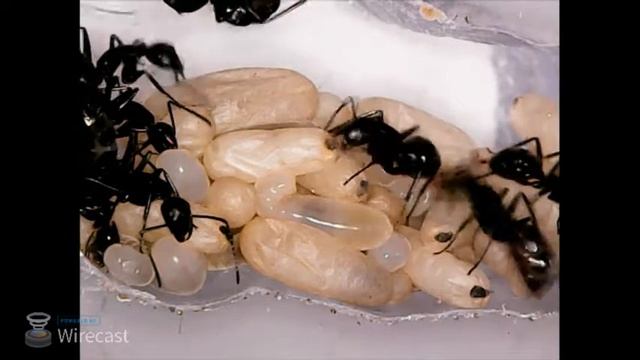 Муравьи Camponotus онлайн. / Online stream Camponotus ant farm. - Камера с расплодом. смотреть онлайн