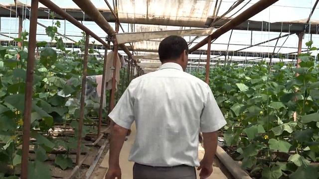 Огурцы Кассиус и Бьорн. Начало плодоношения и первый сбор. смотреть онлайн