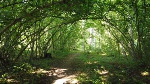 ЧИНАРЫ - ГЛУБИНКА ТУАПСИНСКОГО РАЙОНА