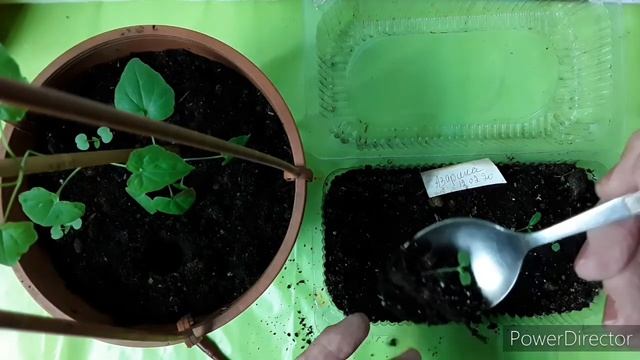 Пересадка ростков азарины. смотреть онлайн