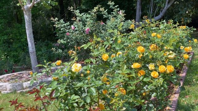 Rose - Julia Child (hedge) смотреть онлайн