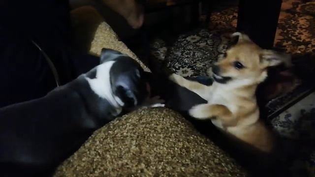 Стаф и двортерьер. Знакомство... смотреть онлайн