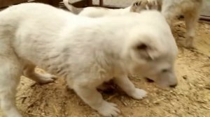 Алабай. Всё про Среднеазиатскую овчарку.