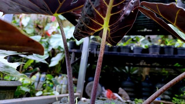 Alocasia Wentii Mirip Golden Bone