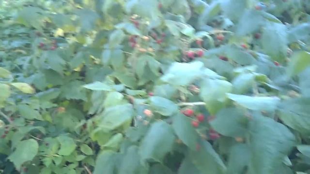 Малины ремонтантная. Полька (Часть 4) смотреть онлайн