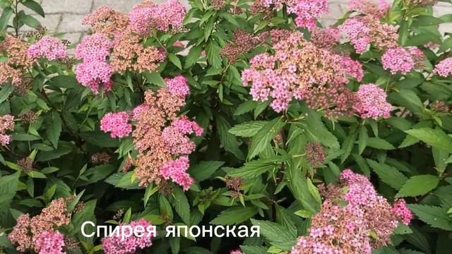 Океан великолепных цветов!!!🌺👍😀 смотреть онлайн