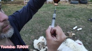 Весенняя стрижка Овец и прививка от паразитов .
