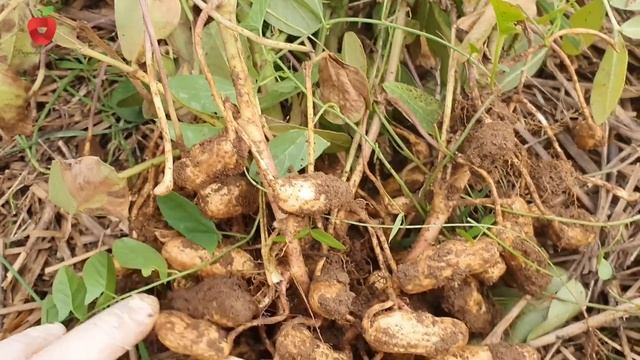 Kikiriki - saznajte kako se sadi, obrađuje i kada se vadi iz zemlje смотреть онлайн