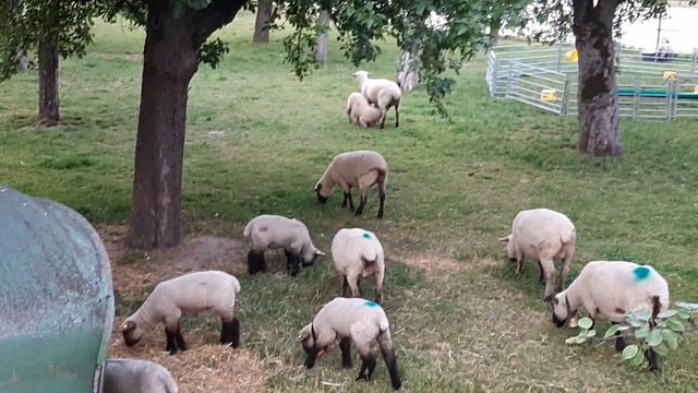 БАРАШКИ в городе Швейцарии. смотреть онлайн