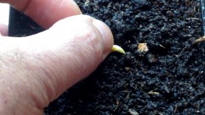 ? Как вырастить сливу из косточки в домашних условиях | Стратификация. Посев. Всходы.