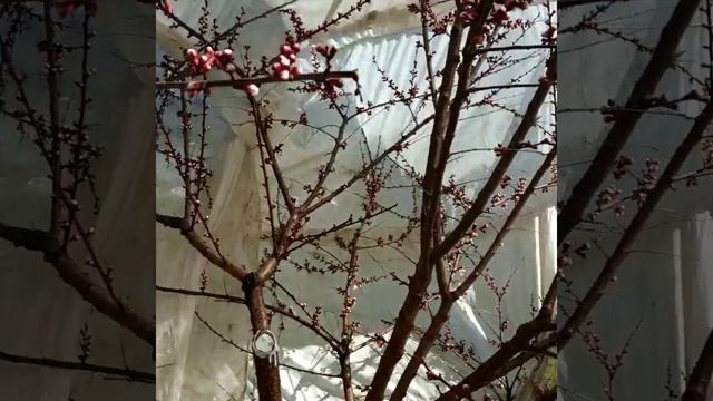 Абрикосы в Подмосковье начало мая смотреть онлайн