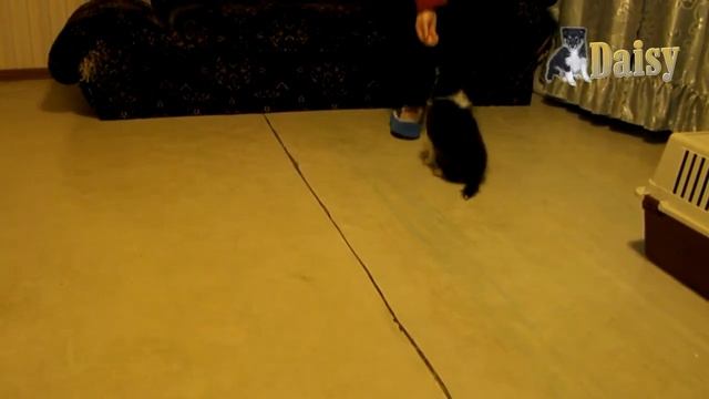 Sheltie Puppy Daisy Two Month Old  First Tricks. Щенок Шелти. Первые трюки в 2 месяца.