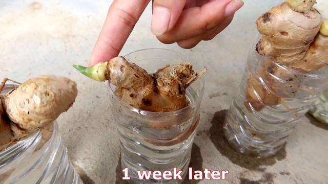 How to grow Ginger in water for beginners, Growing ginger at home смотреть онлайн