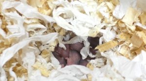 НАШЛИ ЕЩЕ ОДНОГО ХОМЯЧОНКА! / КОГДА РОДЯТСЯ МЫШАТА? / КАК ДЕЛА ХОМКИ ИЗЮМЧИКА? / Alisa Easy Pets