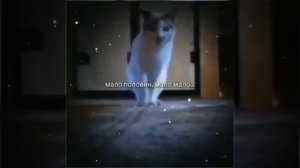 Подборка рандом мемов мемы