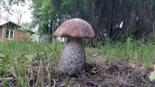 Как растёт гриб Подберезовик - таймлапс ускоренная съёмка смотреть онлайн