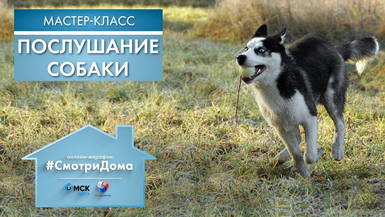 #СмотриДома | Елизавета Шепета: Послушание собаки | Мастер-класс