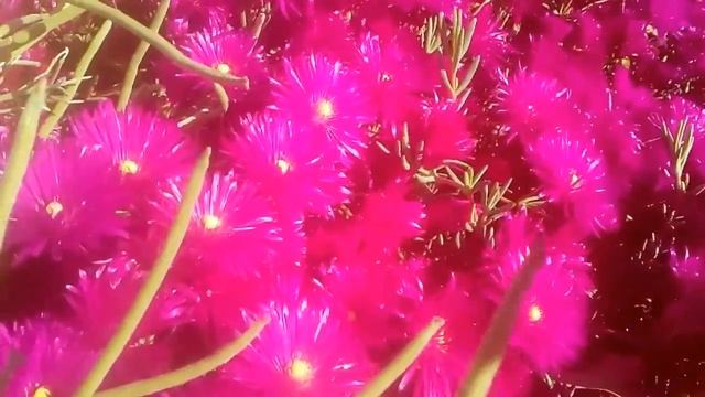 Lampranthus Multiradiatus Flores