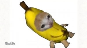 Кот в банане