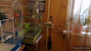 VLOG:БАНДА ПОПУГАЕВ НА ПРОГУЛКЕ, СХОДИЛА В МАГАЗИН