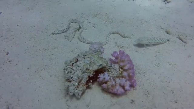 Underwater world Red Sea. Пятнистый и полосатый острохвостый угорь. смотреть онлайн