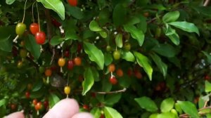 Ягоды годжи или лох многоцветковый или Гуми. Редкие растения Подмосковья. Видео - 8