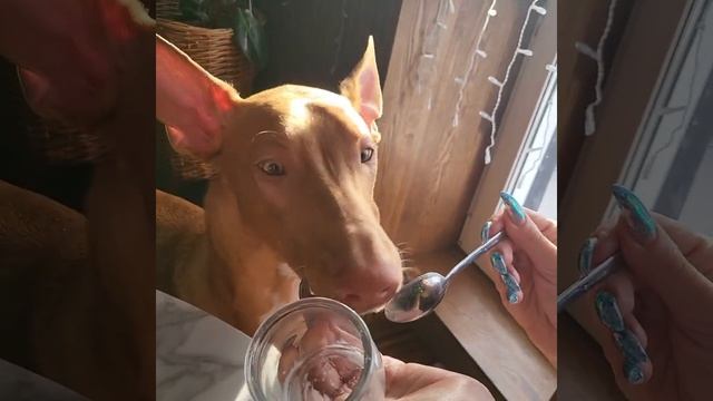 фараонова собака pharaoh hound, почти культурный смотреть онлайн