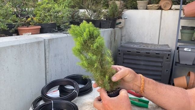 Creating new spruce bonsais out of christmas trees. See the results. ( turn on English subtitles ) смотреть онлайн