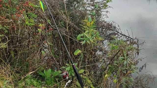 SHIMANO VANFORD, ТЫ И ПРАВДА ЛУЧШАЯ? АПГРЕЙД DAIWA 20 LUVIAS LT 3000. смотреть онлайн