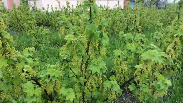 КРАСНАЯ СМОРОДИНА РОВАДА.Молодые и взрослые кусты.Цветение. смотреть онлайн