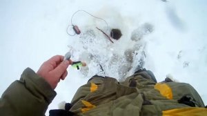 Ловля окуня на зимнюю блесну на озере Песочное-1
