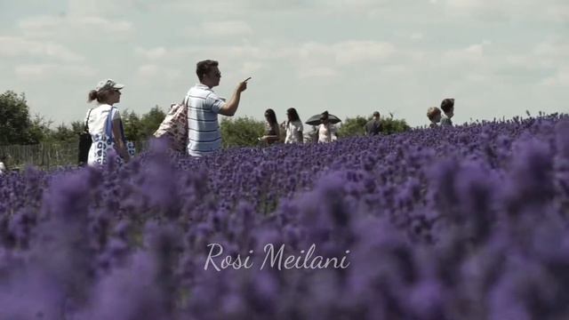 Beautiful Lavender Farm | Costwold England | INDAHNYA KEBUN LAVENDER DI INGGRIS смотреть онлайн