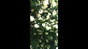 А в августе зацвел жасмин