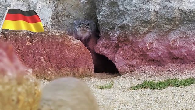 Манулы: немецкая версия