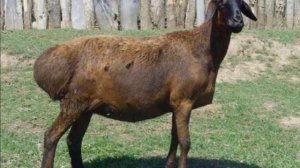 Разведение Гиссарских овец как бизнес идея | Овцеводство | Гиссарские овцы и бараны